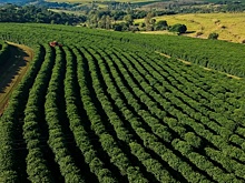 Кофе, шоколад и вино могут исчезнуть