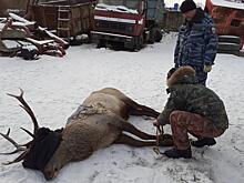 Пойманный в Хабаровске изюбрь устроил побег из зоосада