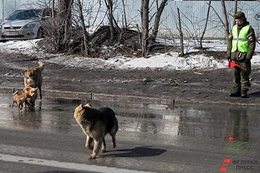 ФАС объяснила, почему «Спецавтобазе» запретили ловить собак в Екатеринбурге