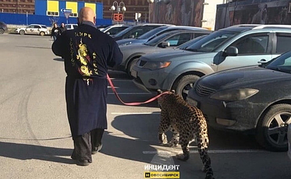 Леопарда на поводке выгуливают на парковке «Сибирского молла»