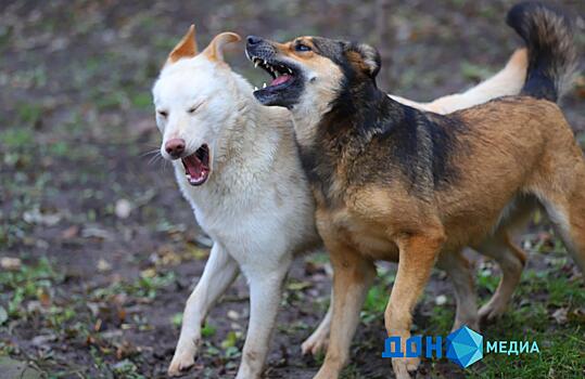 В Ростовской области ввели карантин из-за собаки с бешенством