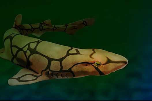 Найдена светящаяся на дне акула