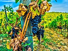 Названа лучшая страна для любителей вина