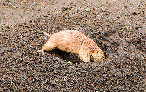 Животные научились копать норы 550 млн лет назад