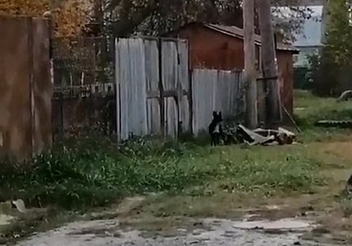 В Искитиме дети боятся идти в школу из-за стаи сбежавших собак