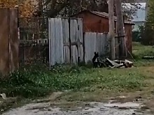 В Искитиме дети боятся идти в школу из-за стаи сбежавших собак