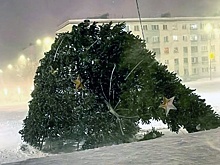Шквалистый ветер и метель завалили новогодние елки в Мурманской области