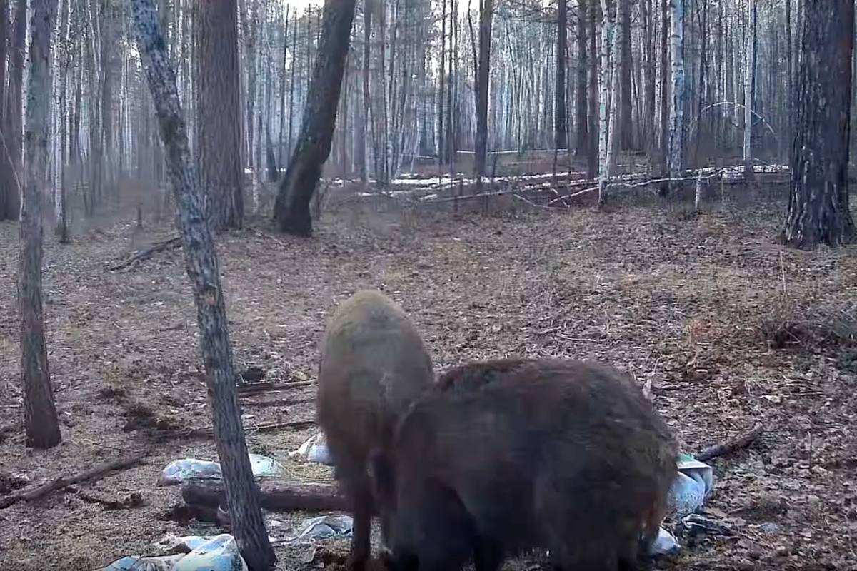 Медведь и кабан устроили «тусовку» в лесу и попали на видео