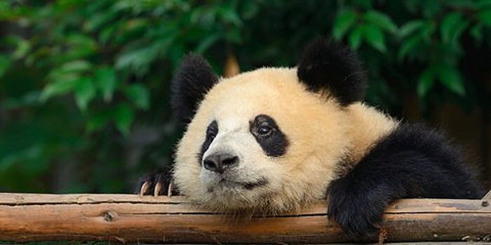 В китайском зоопарке туристы забросали панду камнями