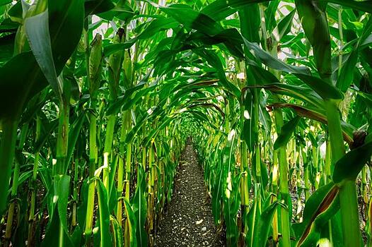Бразилия может стать вторым мировым лидером по кукурузе при условии поставки удобрений