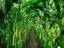 Бразилия может стать вторым мировым лидером по кукурузе при условии поставки удобрений
