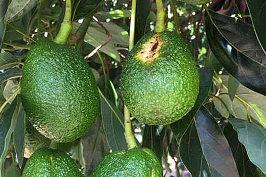 PNAS: человек начал выводить авокадо на территории Гондураса в каменном веке