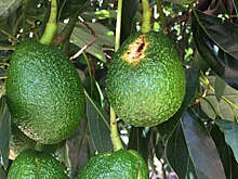 PNAS: человек начал выводить авокадо на территории Гондураса в каменном веке