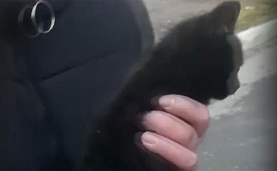 Спасенный из-под капота бездомный котенок тут же обрел хозяйку