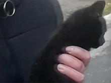 Спасенный из-под капота бездомный котенок тут же обрел хозяйку