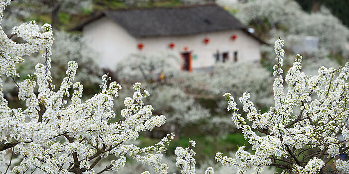 Цветущий сливовый сад в уезде Цзыгуй
