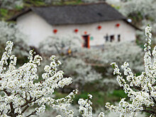 Цветущий сливовый сад в уезде Цзыгуй