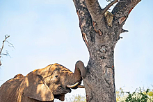 Леопард спрятался на дереве от разъяренного слона