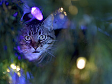 Наташа, проснись! Стало известно, как защитить новогоднюю ёлку от кошек
