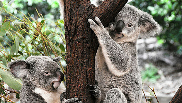 В Австралии пострадавшие от пожаров коалы возвращаются в дикую природу