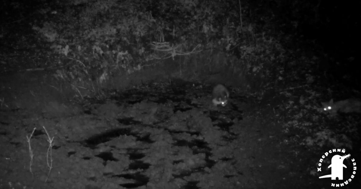В Воронежской области фотоловушка сняла встречу енота и лисы