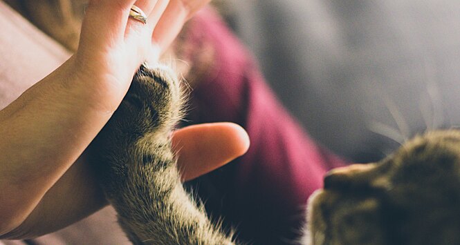 Ученые узнали, как можно общаться с кошкой