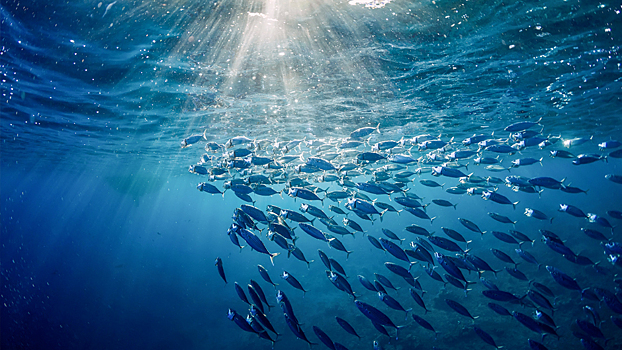 Биолог объяснил, что случится с Землей, если из океана выловить всю рыбу