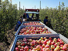 Российские садоводы заявили о необходимости ужесточить проверки импортных яблок