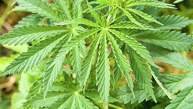 У крымчанина изъяли более 30 кустов конопли