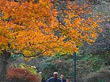 Гора Лушань в красном наряде из кленовых листьев