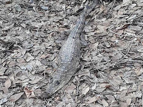В Тоцком районе установили причину гибели мертвого крокодила