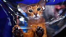 В РЖД поменяют правила перевозки животных после гибели кота Твикса