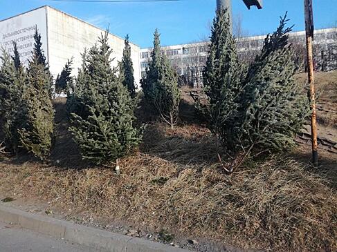Рождественская елка дома: какой вред здоровью она может принести?