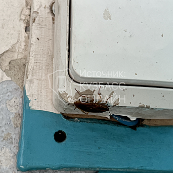 Жильцы еще одного многоквартирного дома в Кемерове рассказали о появлении тараканов