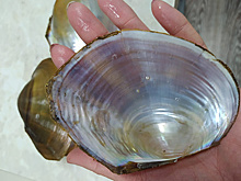 В российском заповеднике нашли новый вид моллюсков