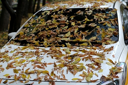 Депутат рассказал, можно ли противостоять падению соседской листвы на участок