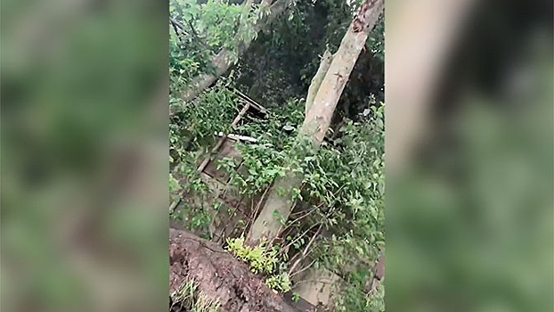 Вырвал с корнем и сломал пополам: ураган в Костроме повредил десятки деревьев