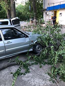 В Саратове ветка дерева рухнула на автомобиль. Хозяйка машины готова судиться