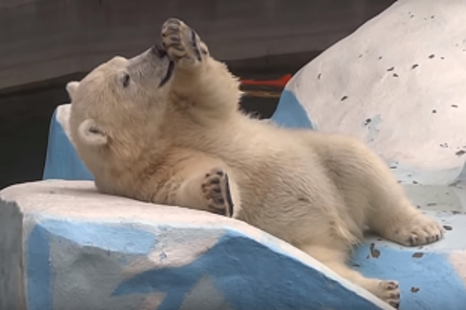 Белый медведь из новосибирского зоопарка переехал в Китай
