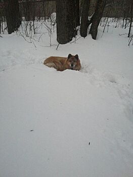 Упитанный Кузьмич с трудом приполз за помощью к людям под Костромой