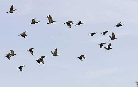 В российском регионе задумали разорять гнезда птиц ради экологии