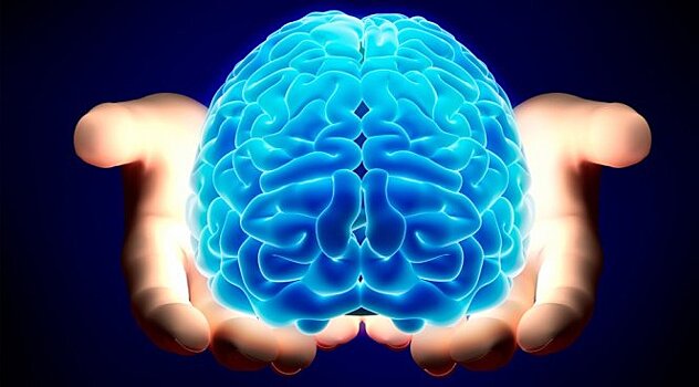 Ученые рассказали, почему головной мозг не перегревается