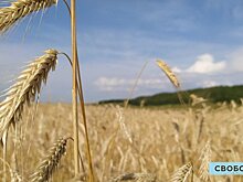 Селекционеры или застройщики? Почему агропромышленный комплекс РФ находится в серьезной зависимости от ввозимых семян