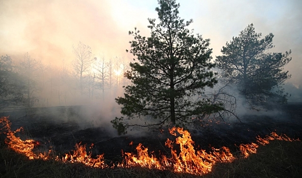 Крупный лесной пожар локализован в Волгоградской области