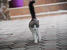 Кот провел неделю без еды и воды в контейнере грузового судна и спасся