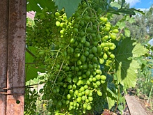 "РГ" рассказывает, как выращивают виноград в Перми и Уфе