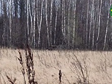 Лось на опушке леса попал на камеру охотинспектора в Нижегородской области