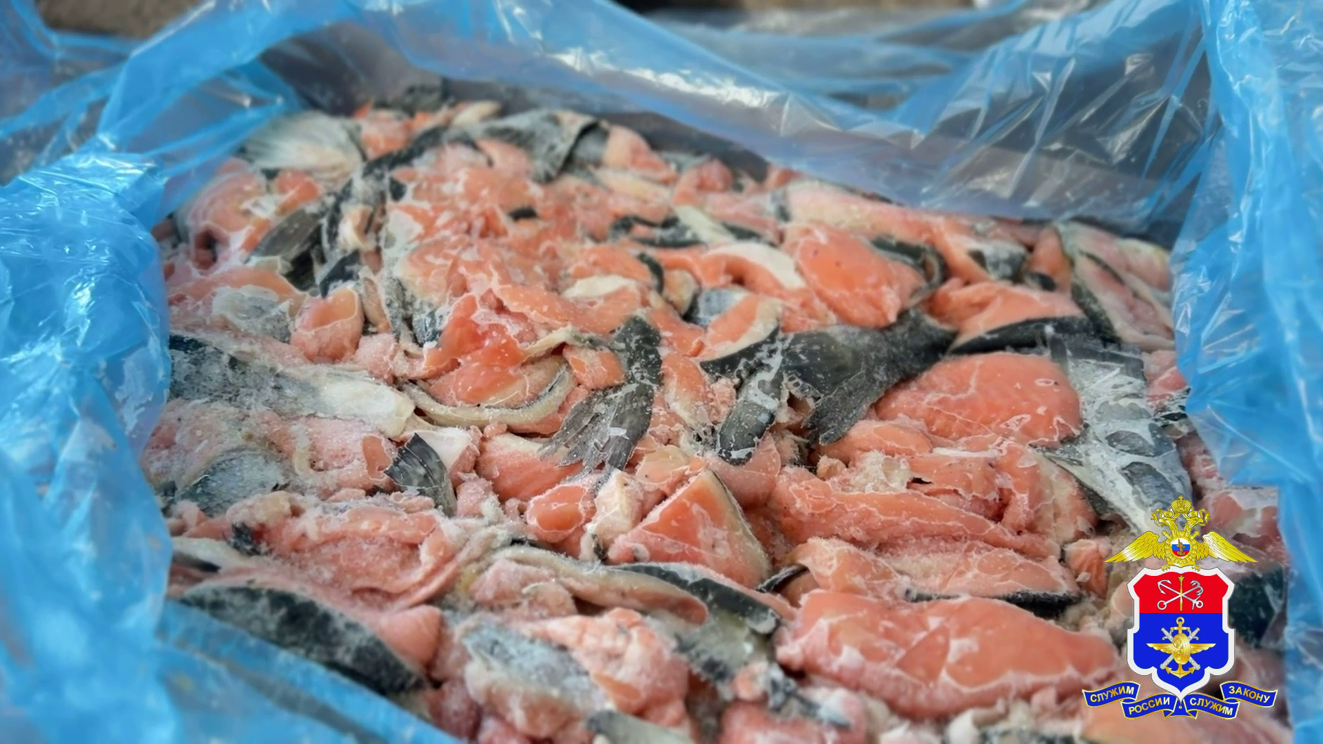 Расследование контрабанды в Россию 154 тонн рыбной продукции завершила транспортная полиция Петербурга