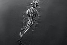 Крокодил загадочным образом убил рыбака в тихих водах