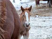 После пожара в свердловской конюшне нашли второй труп